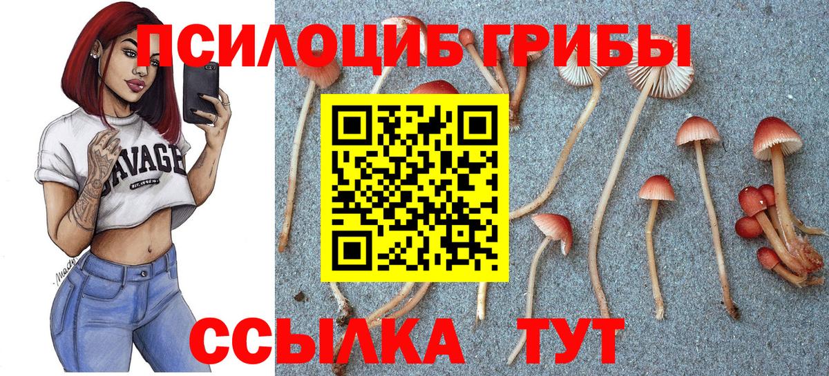 Галлюциногенные грибы Psilocybe Новороссийск